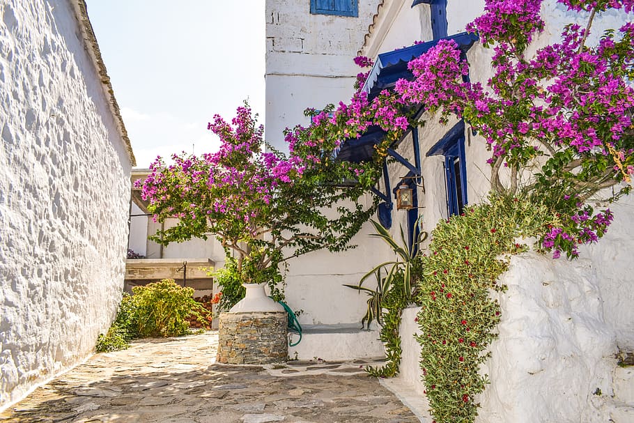 photo of purple petaled flowers beside white concrete building at daytime, HD wallpaper