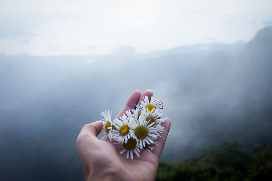 person holding daisies on top of mountain, person holding white petaled flowers during daytime HD wallpaper