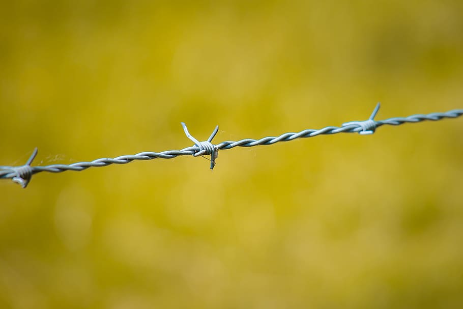 barbed wire, fence, pasture, meadow, demarcation, pasture fence, HD wallpaper