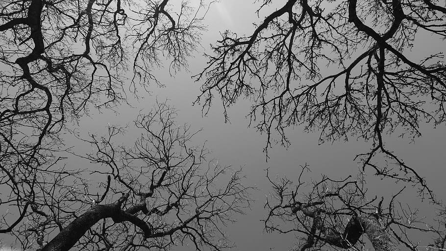 low angle photo of trees, branches, sky, forest, gray, dark HD wallpaper