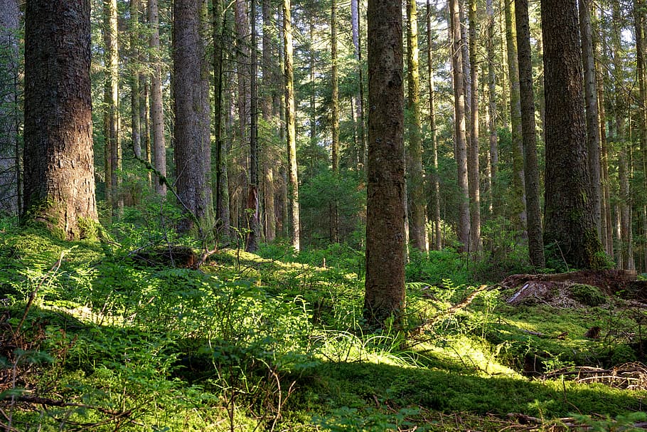 Forest, Nature, Trees, Landscape, Sun, green, evening light HD wallpaper