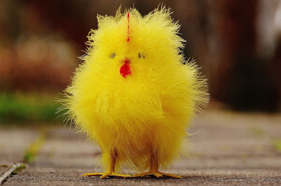 chicks, easter, cute, figure, easter theme, sweet, decoration HD wallpaper