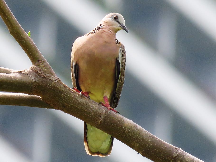 selective focus photography of fruit dove perching on branch HD wallpaper
