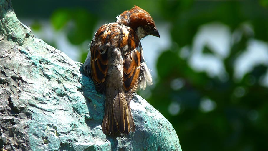 sperling, sparrow, close, bird, animal, sitting, nature, wildlife HD wallpaper
