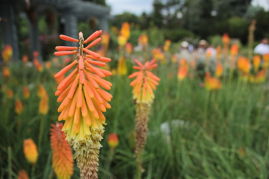 fire, yellow, orange, yellow flowers, orange flowers, red, red flowers, HD wallpaper