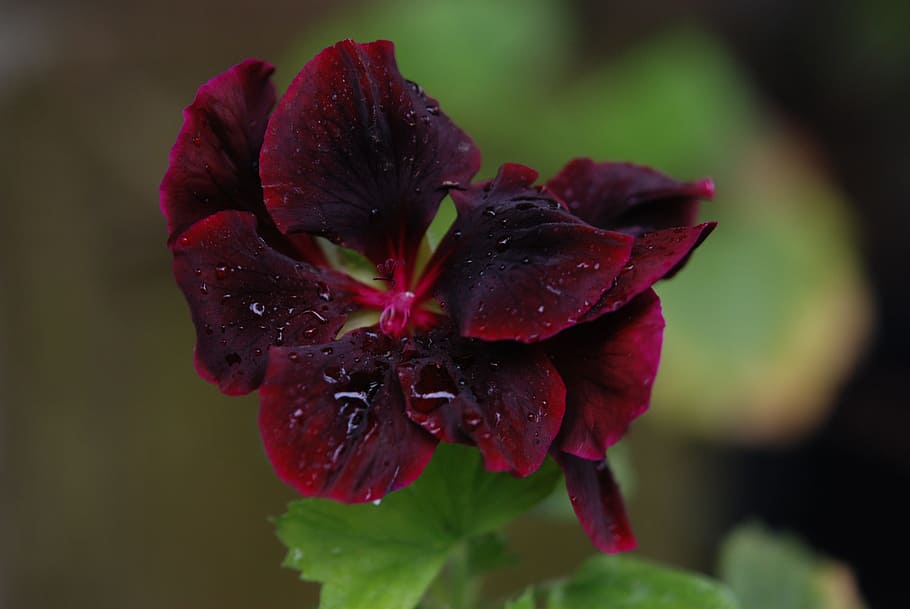 Red, Rose, Flower, Fragrant, flowers, bloom, lavender, flora HD wallpaper
