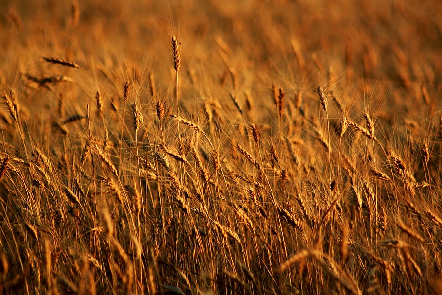 brown plants during daytime, spike, field, wheat, seed, mardin HD wallpaper