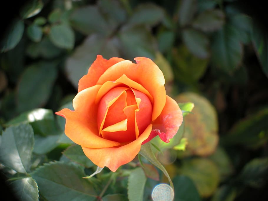 rose, flower, macro, orange, plant, flowering plant, beauty in nature HD wallpaper