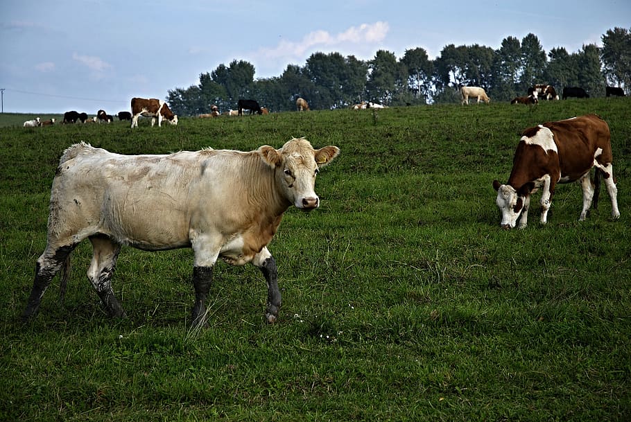pasture, cows, meadow, tree, hai, trees, calf, mammal, domestic animals HD wallpaper