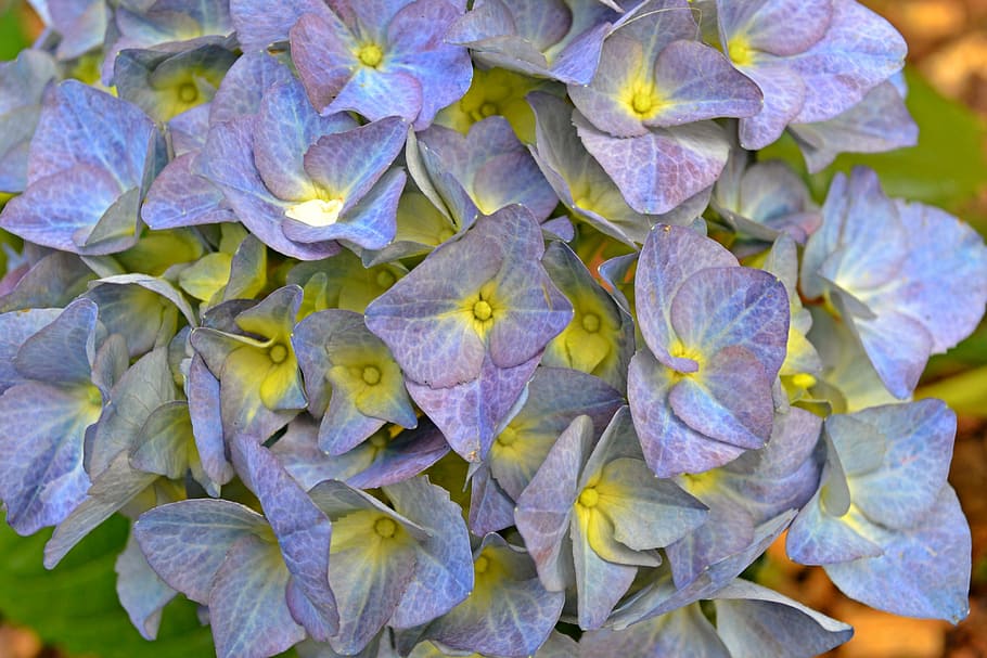 hydrangea, flowers, lilac, lavender, blue, bush, spring, nature HD wallpaper