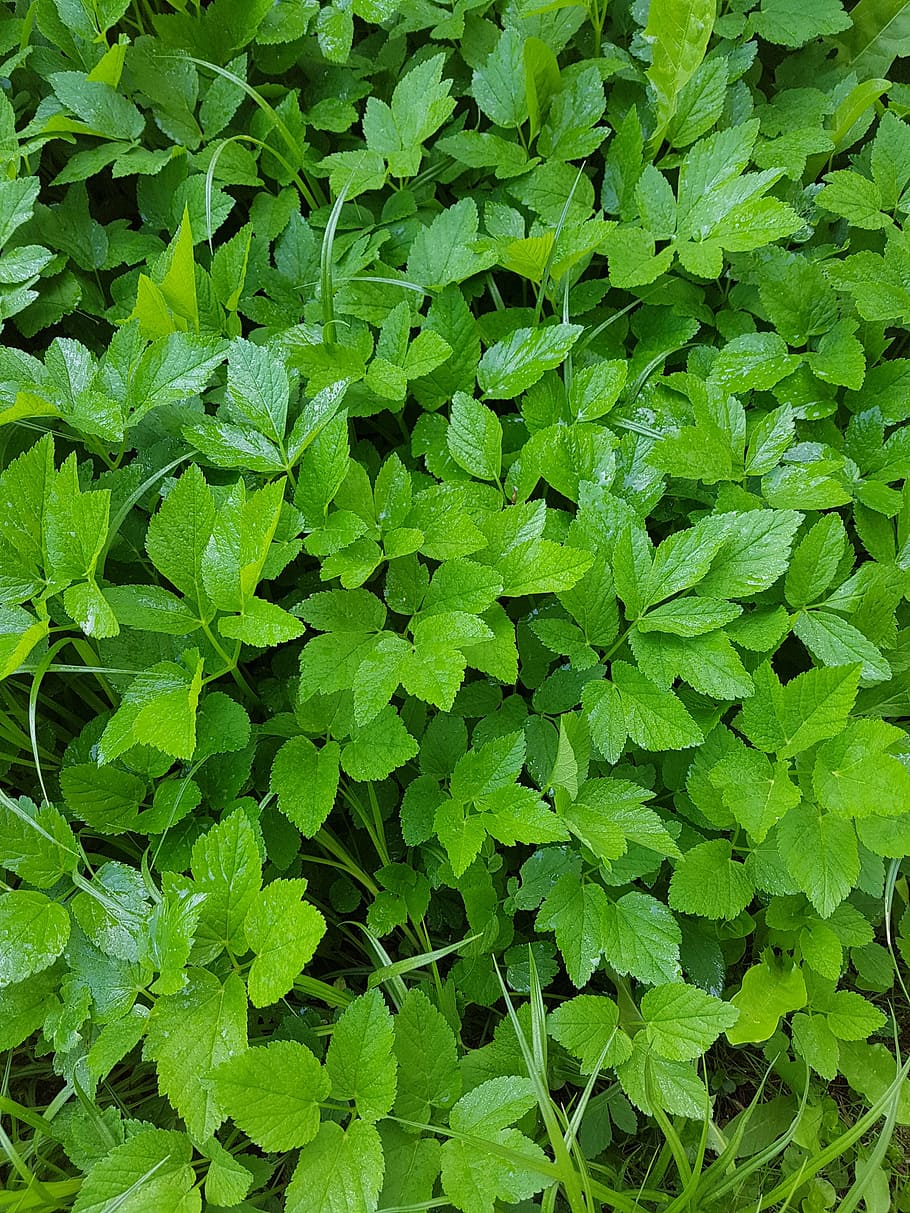 green, plant, leaf, nature, green Color, backgrounds, outdoors HD wallpaper