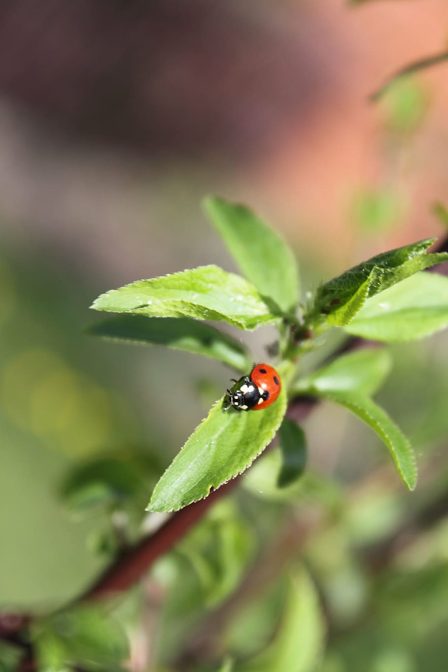 ladybug, jabłonka, tree, summer, nature, insect, plant, green HD wallpaper
