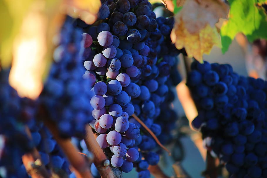 selective focus photo of bunch of grape, grapes, ripe, sweet, HD wallpaper