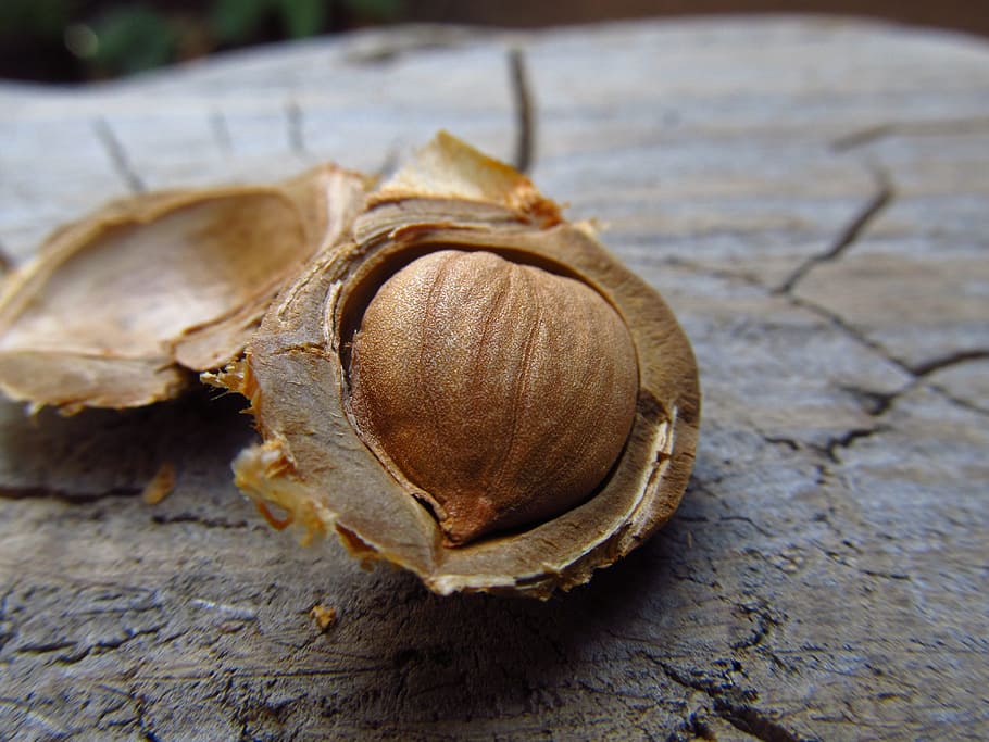 nuts, apricot, food, nutshell, log, close-up, no people, focus on foreground HD wallpaper