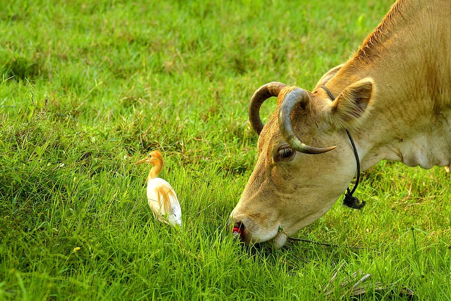 Field, Grass, Nature, Tree, Bird, outdoors, cow, cows, green HD wallpaper