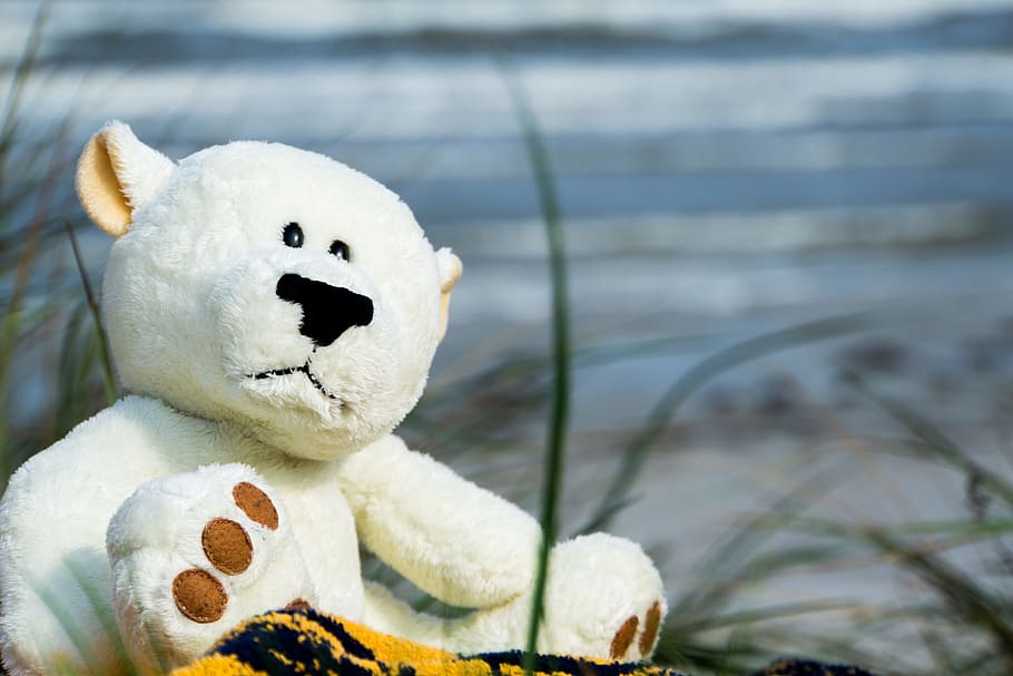 bear, bears, beach, water, funny, white, blue, teddy, holiday HD wallpaper