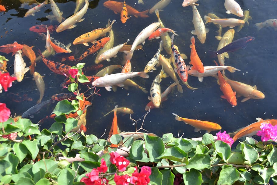 animals, fish, nature, water, group of animals, swimming, animals in the wild HD wallpaper