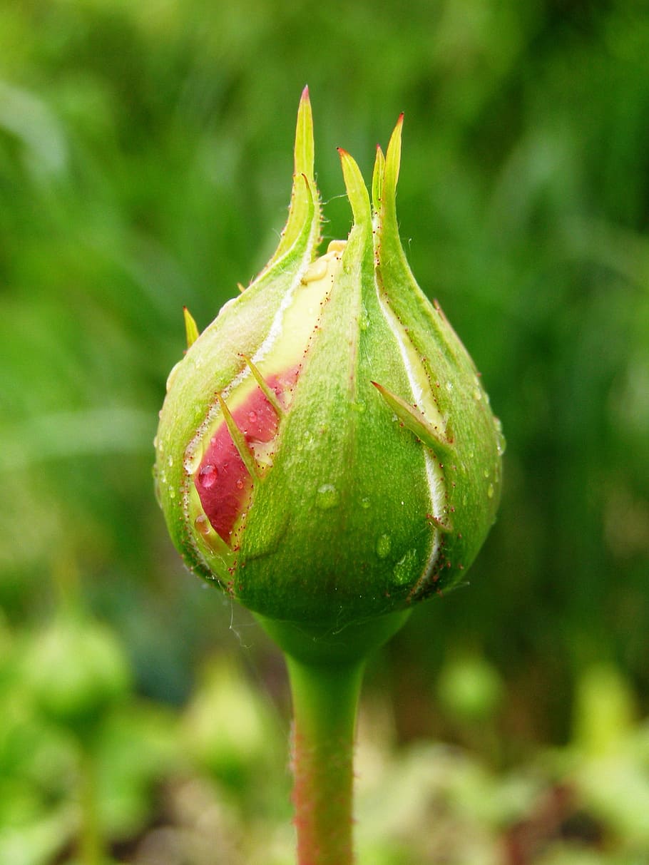 Rosebud, Drop Of Water, Close, Garden, wet, nature, plant, flower