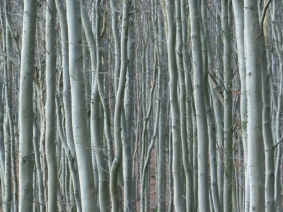 forest, trees, nature, full frame, backgrounds, no people, pattern HD wallpaper