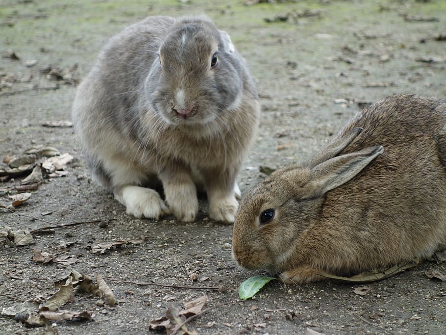 rabbit, rabbit island, -range, lunch, animal, animal themes HD wallpaper