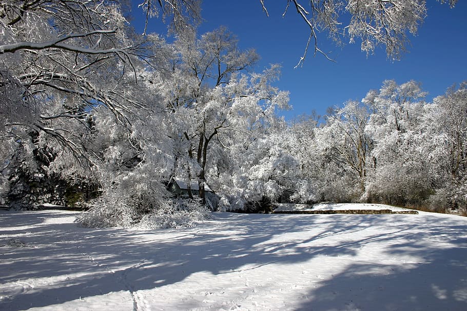 Snow, Field, Spring, Stone Wall, Sunny, day, trees, branches HD wallpaper
