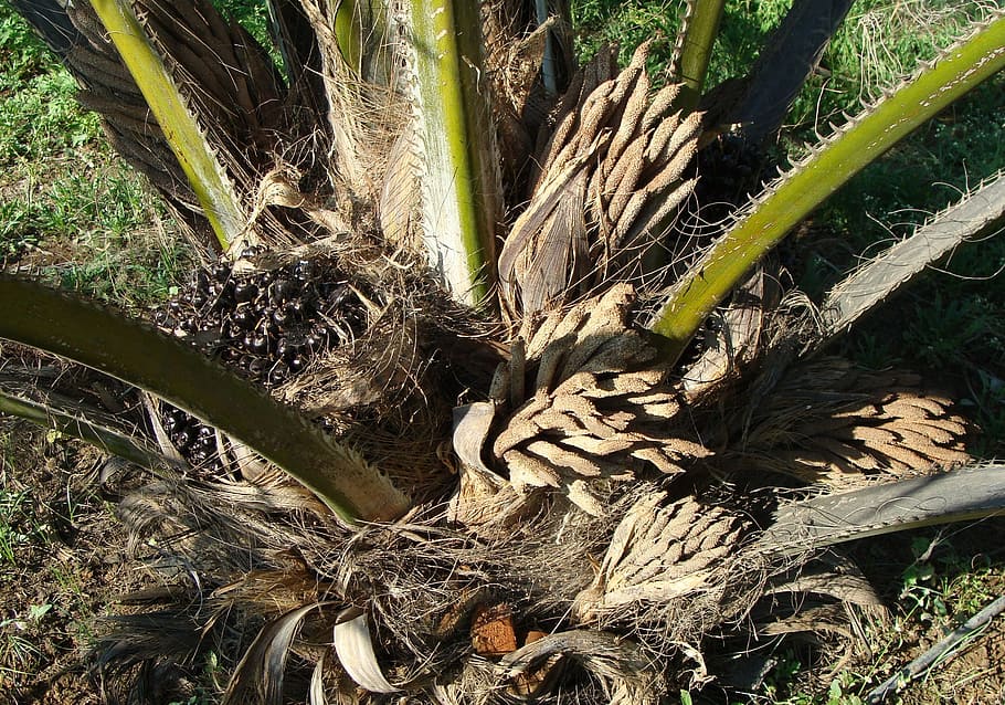 oil palm, fruit bunch, male flower, horticulture, karnataka, HD wallpaper