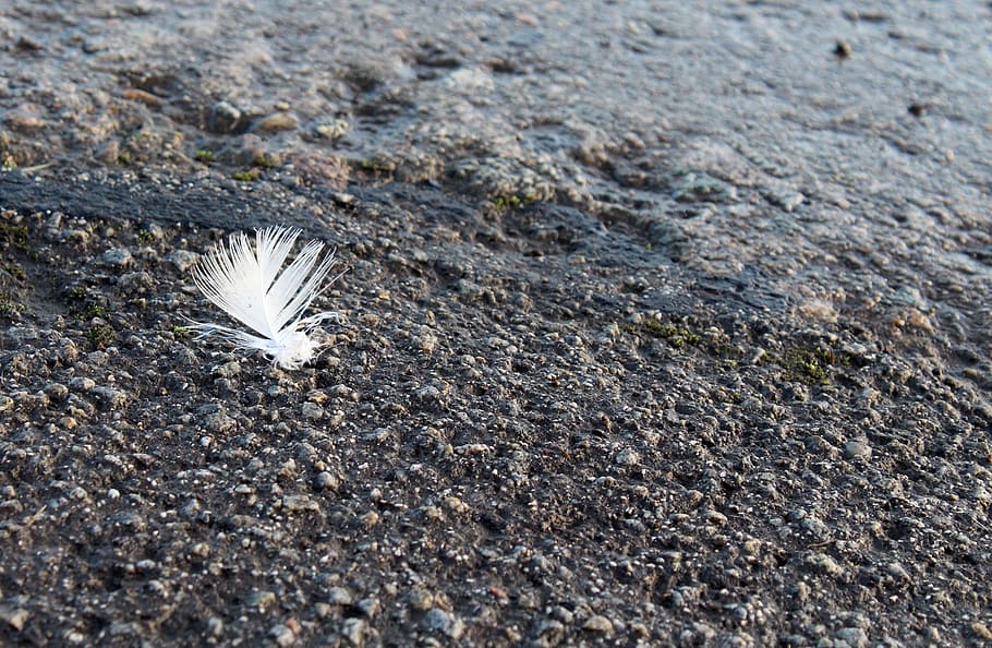 feather, texture, contrast, no people, day, nature, close-up HD wallpaper