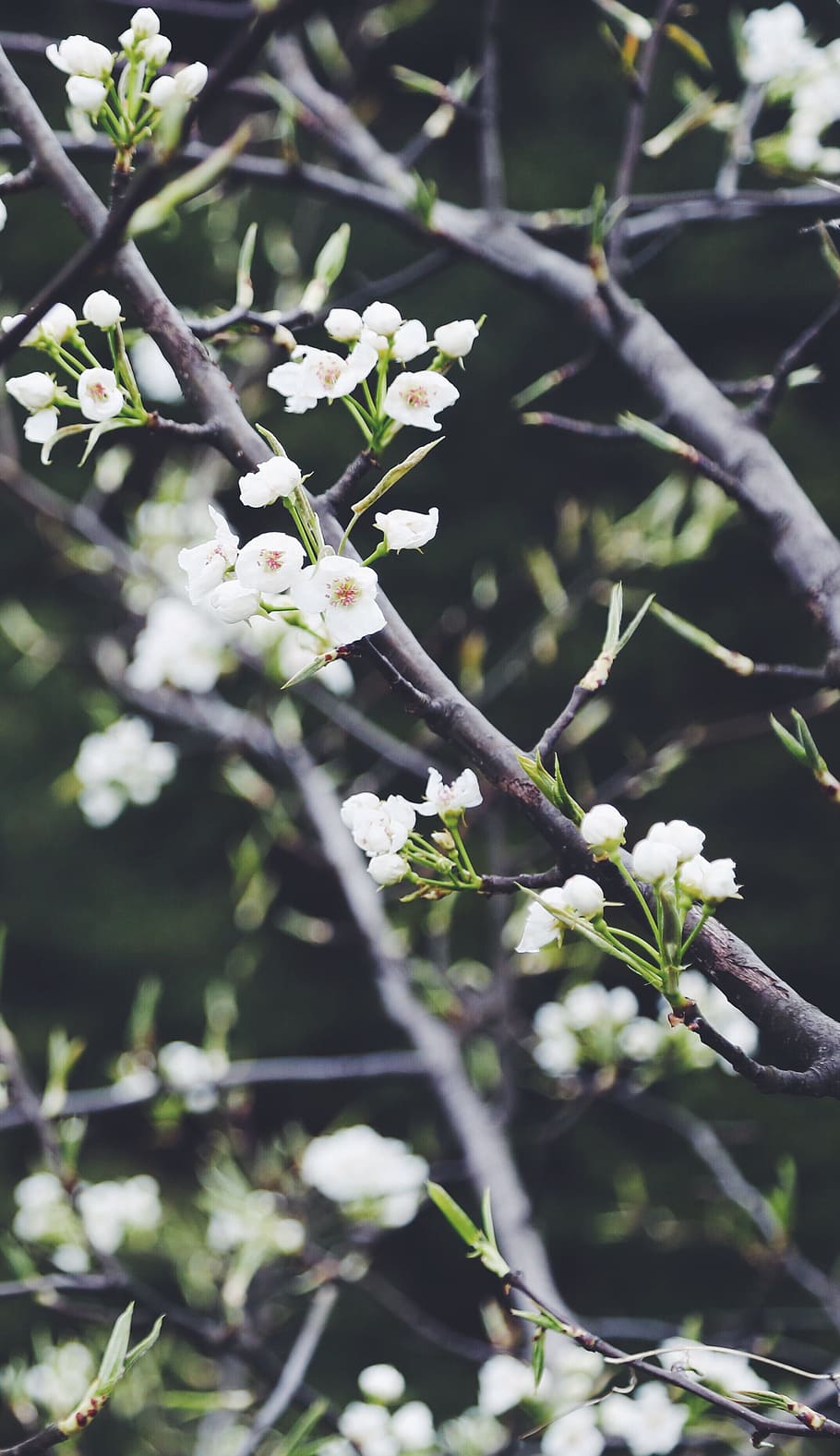 white cherry blossoms in bloom, plant, tree, spring, fresh HD wallpaper