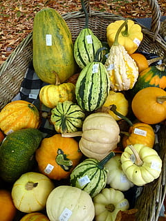 Squash, Pumpkin, Gourd, Marrow, Sell, basket, orange, vegetable HD wallpaper