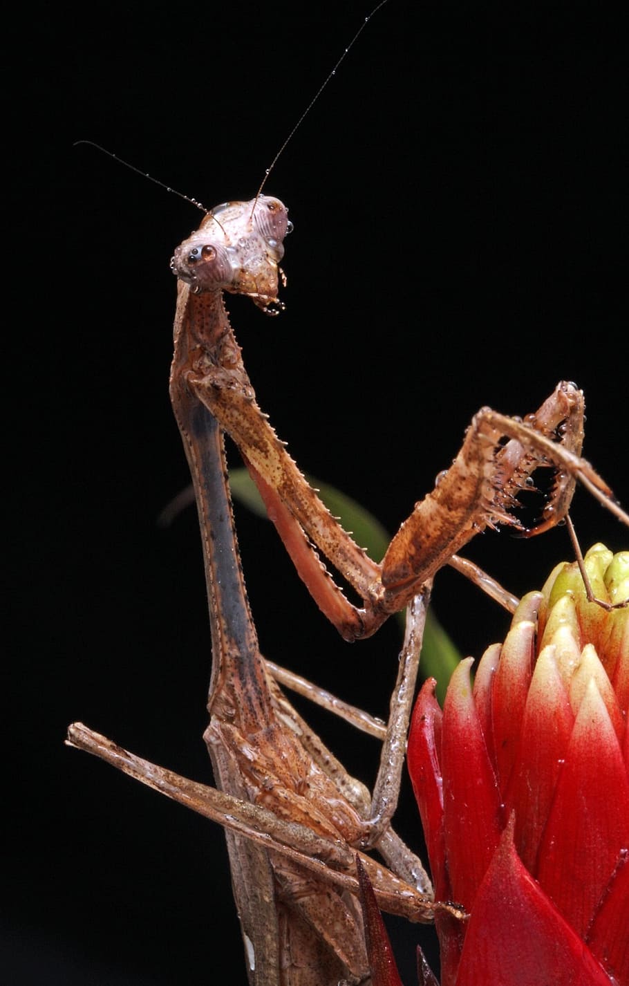 praying mantis, close-up, macro, portrait, details, insect HD wallpaper