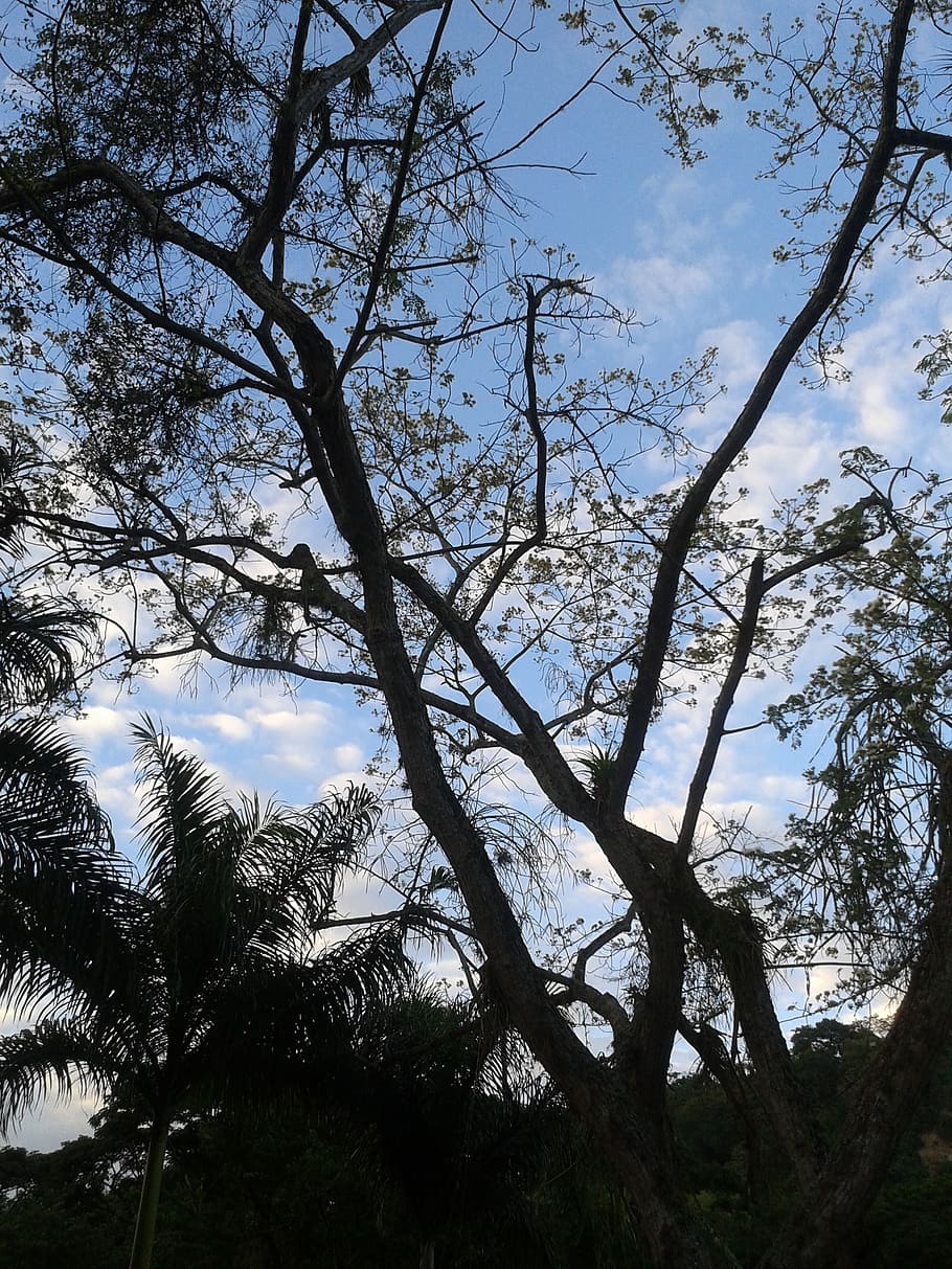 tree, sky, nature, clouds, plant, low angle view, tranquility HD wallpaper