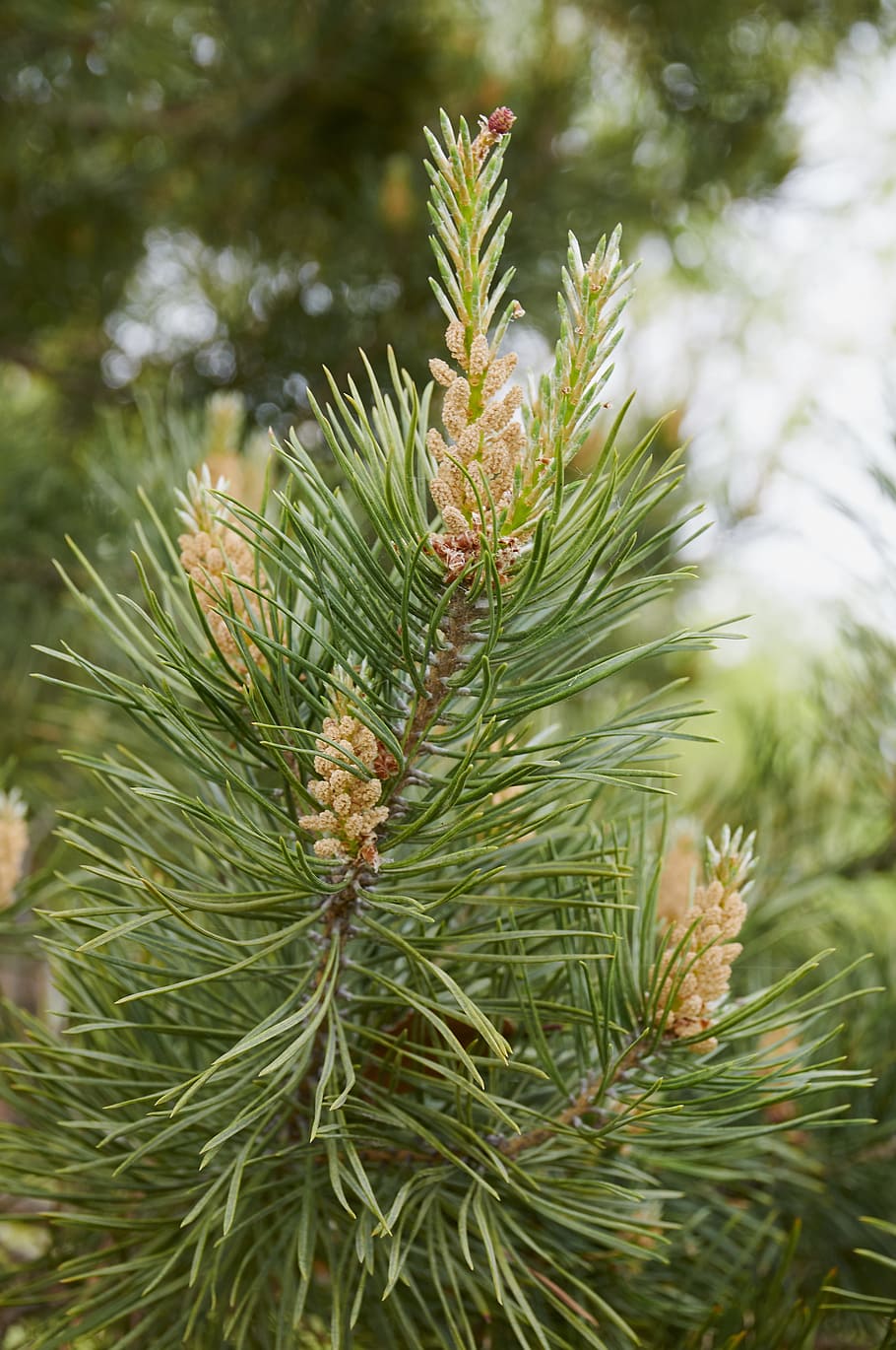 forest, tree, pine cone, coniferous tree, nature, plant, pine tree HD wallpaper