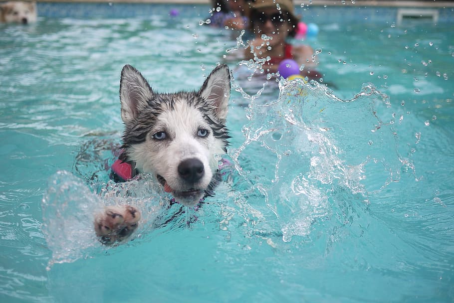black and white Siberian husky playing on pool, dog, animal, puppy