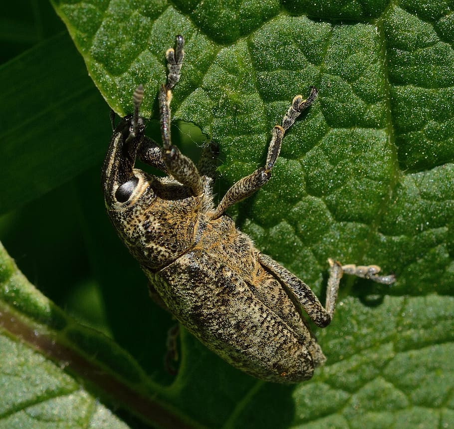 insects, beetles, weevil, green color, one animal, animal wildlife HD wallpaper