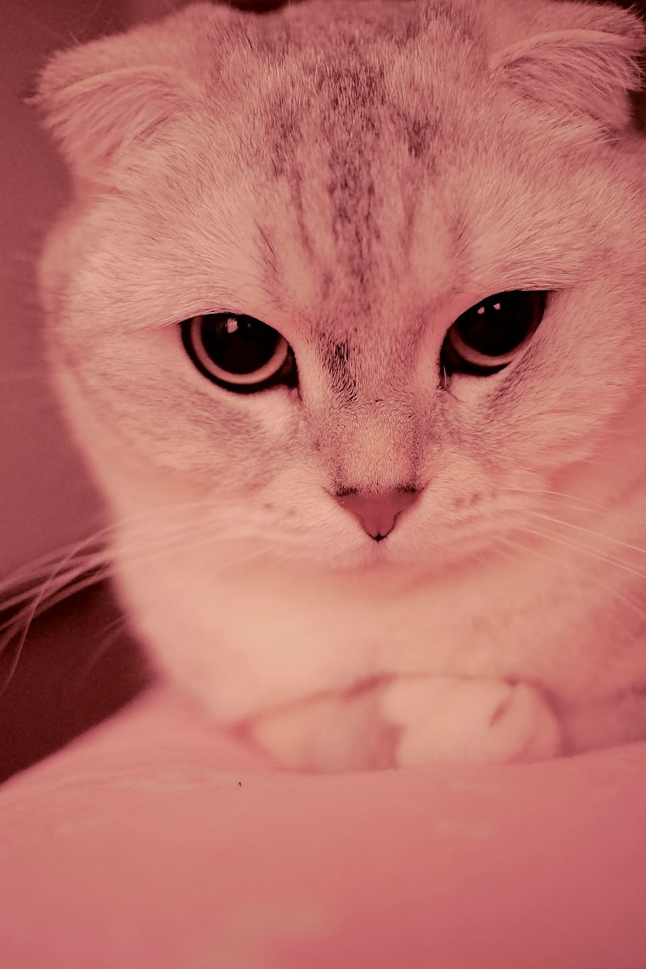 kitty, folds, silver gradient, domestic, cat, pets, domestic cat HD wallpaper