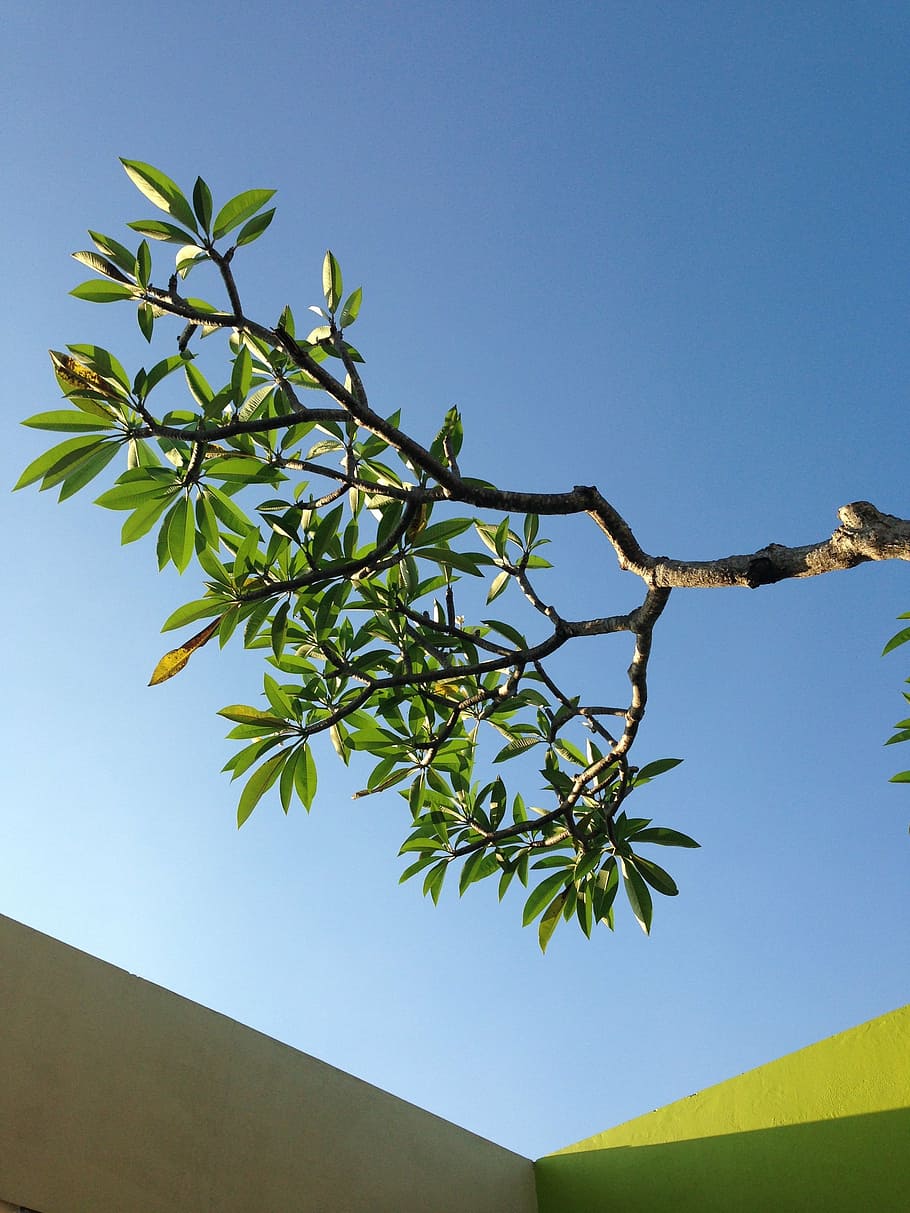 frangipani, tree, sky, plant, clear sky, nature, blue, growth HD wallpaper
