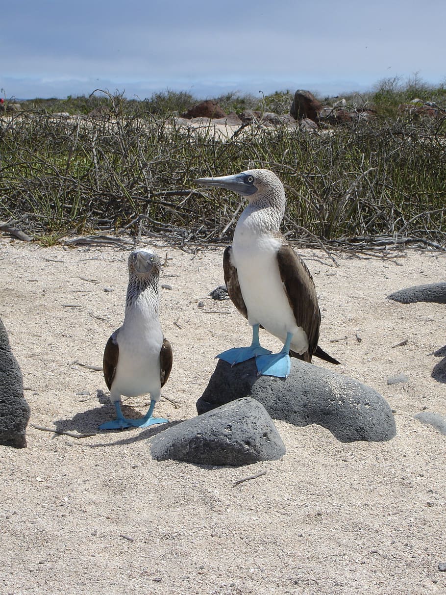 blue footed booby, galapagos, wildlife, ecuador, blue-footed, HD wallpaper