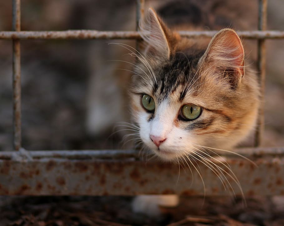selective focus photography of orange and gray tabby cat, coloring HD wallpaper