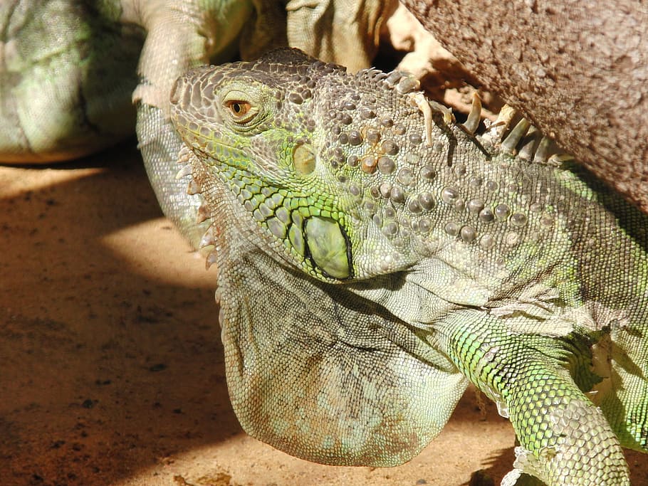 Iguana, Lizard, Dragon, Scale, reptile, one animal, animals in the wild HD wallpaper