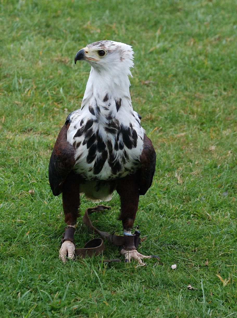 Eagle, Sea, Feather, Beak, standing, hunter, hunting, predator HD wallpaper