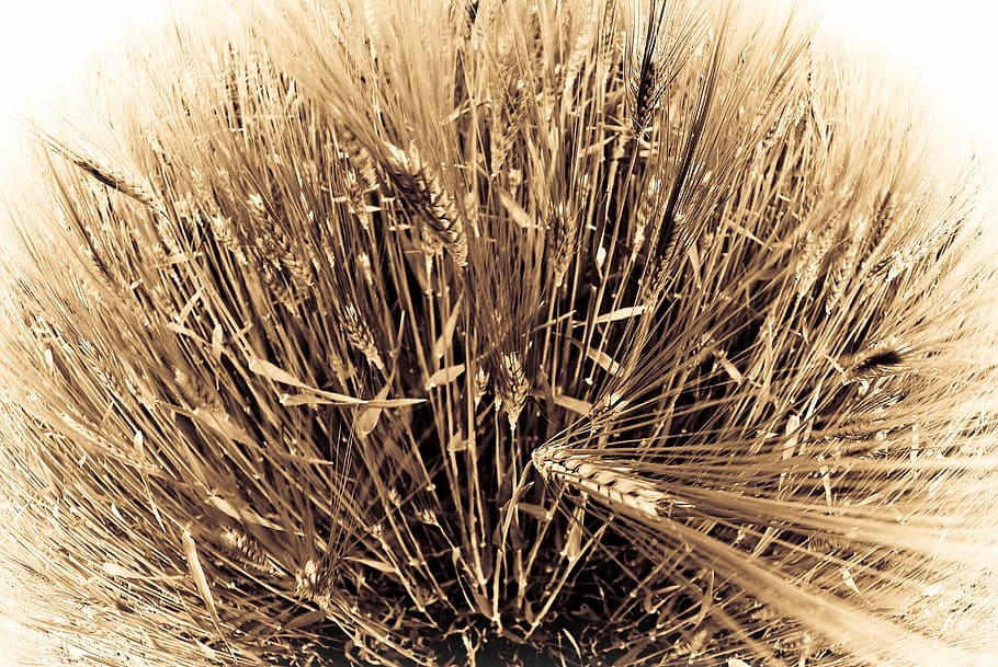 Wheat, Fish Eye, Sepia, cereal plant, agriculture, growth, nature HD wallpaper