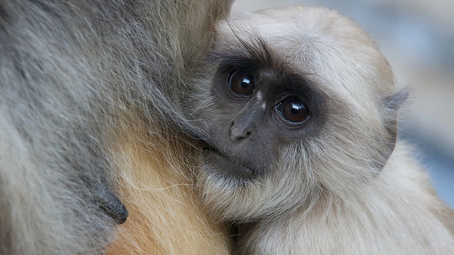 beige and gray primate, monkey, frames, baby, india, the baby HD wallpaper