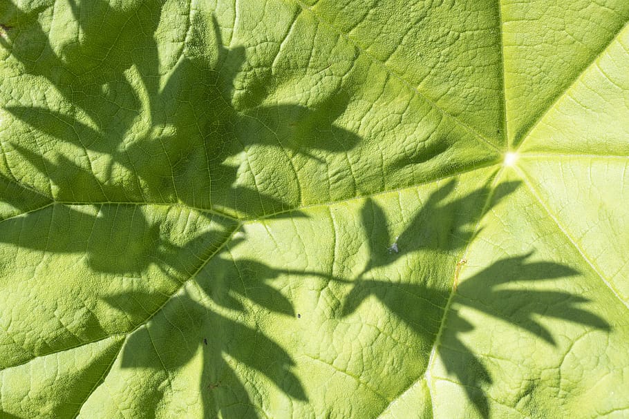 green, leaf, spring, shadow, green leaf, nature, sun, flora HD wallpaper
