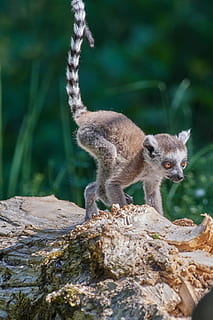 monkey, lemur, young animal, ring tailed lemur, lemur catta HD wallpaper