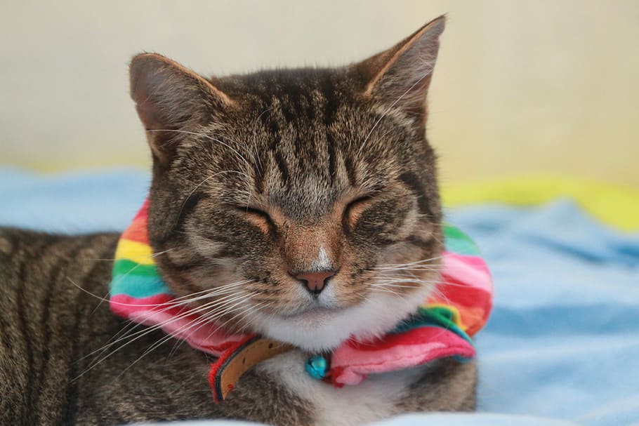 brown tabby cat closing eyes, Rainbow, domestic cat, one animal HD wallpaper