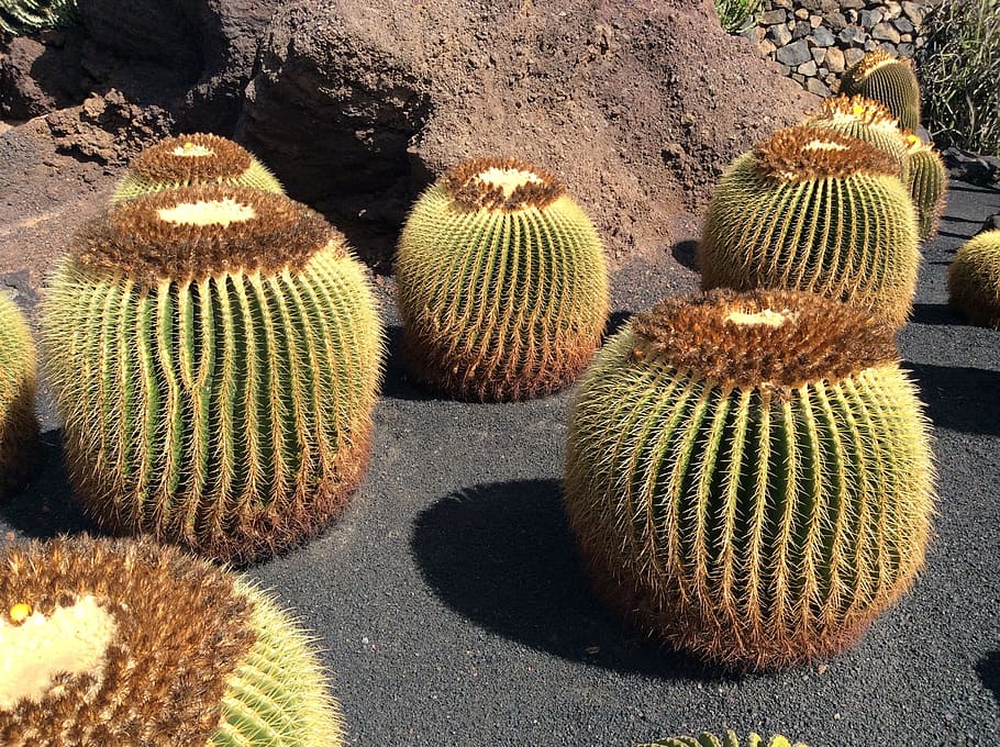 cactus, lanzarote, canary, succulent plant, high angle view HD wallpaper