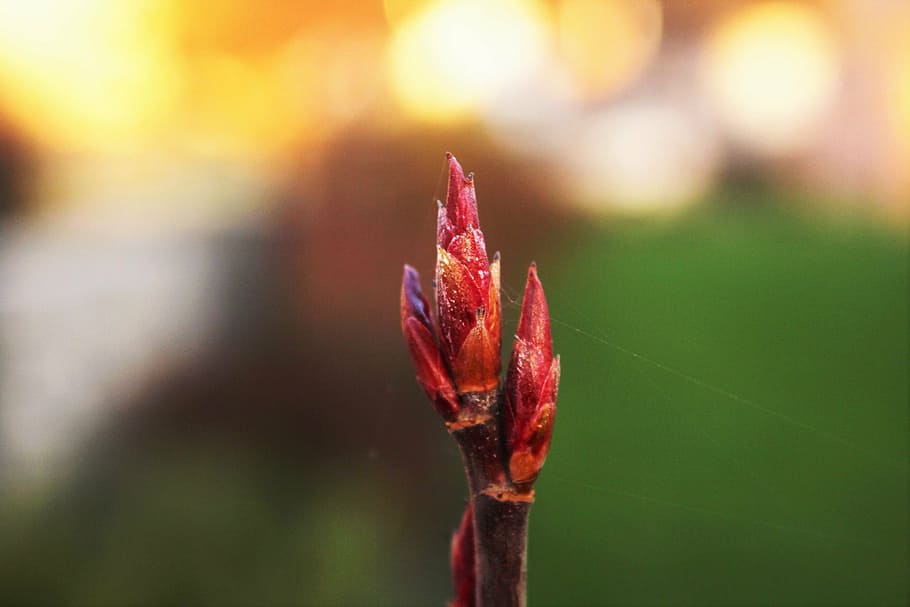 bud, autumn, red, sun, nature, tree, branch, close, blossom HD wallpaper