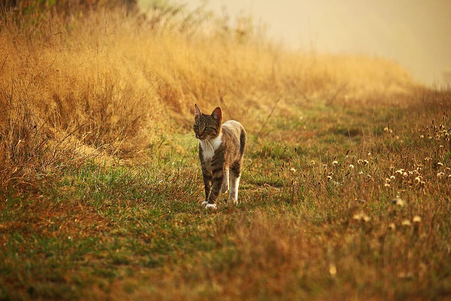 Kitten, Mackerel, Tiger Cat, mieze, domestic cat, grass, autumn HD wallpaper