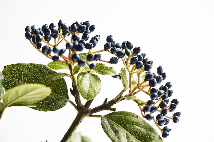 selective focus photo of green leafed plant, black berries, flower HD wallpaper
