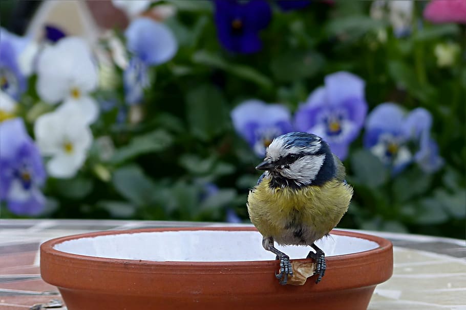 yellow bird on pot, tit, blue tit, young, cyanistes caeruleus HD wallpaper